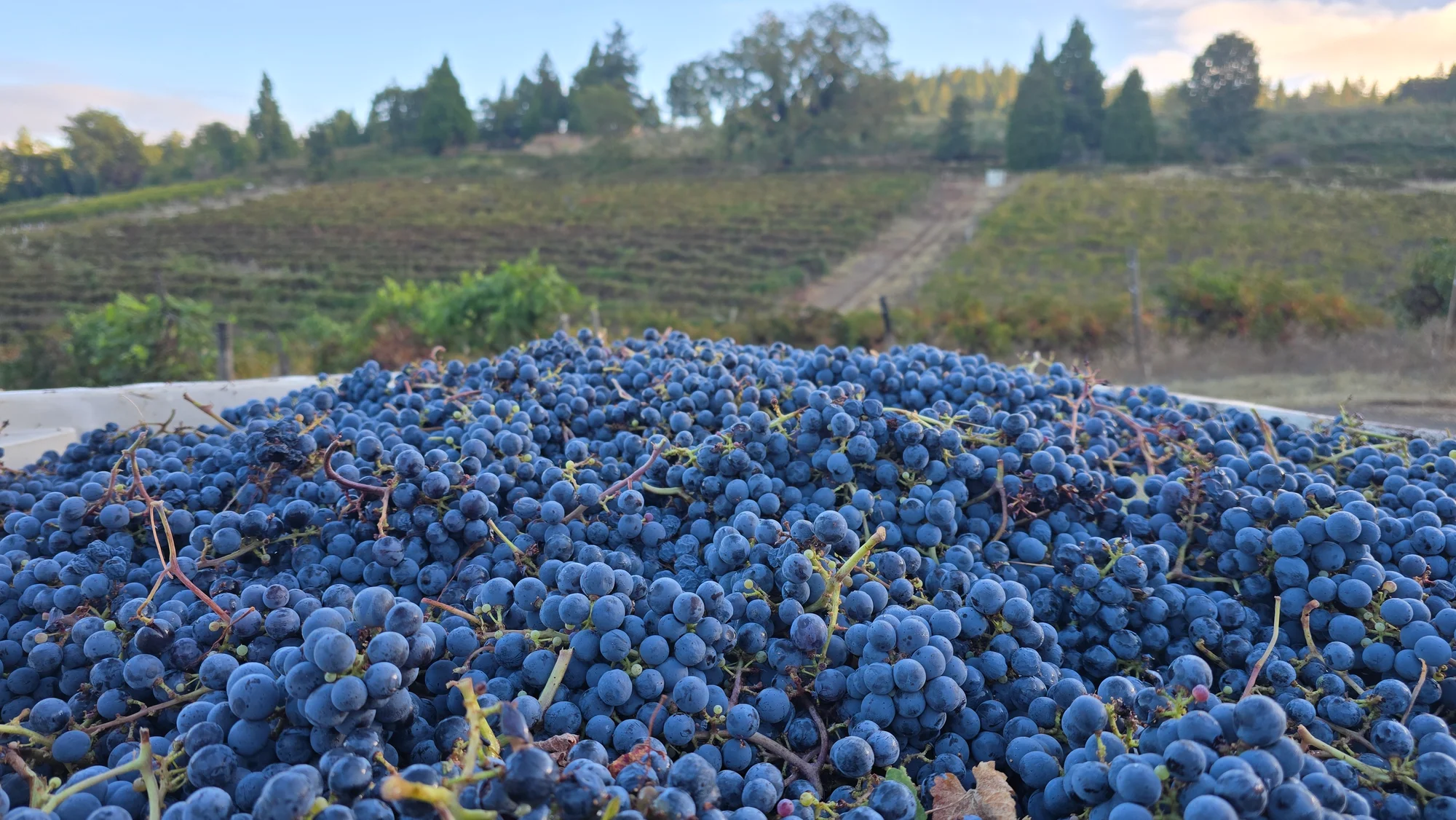Hand-harvested estate grapes in macro bins at Morton Family Cellars in Apple Hill